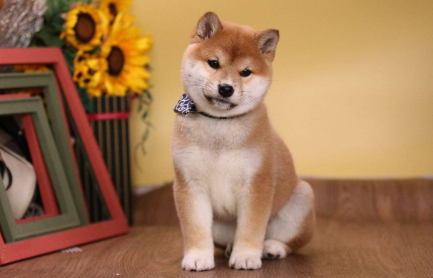 柴犬性格特点和缺点 柴犬性格特点和缺点