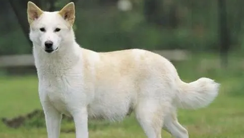 卡南犬哪里买