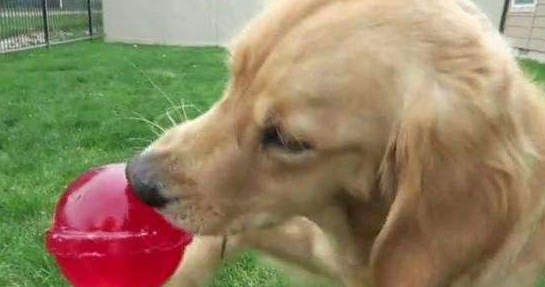 狗狗吃了巧克力怎么办？怎么催吐？