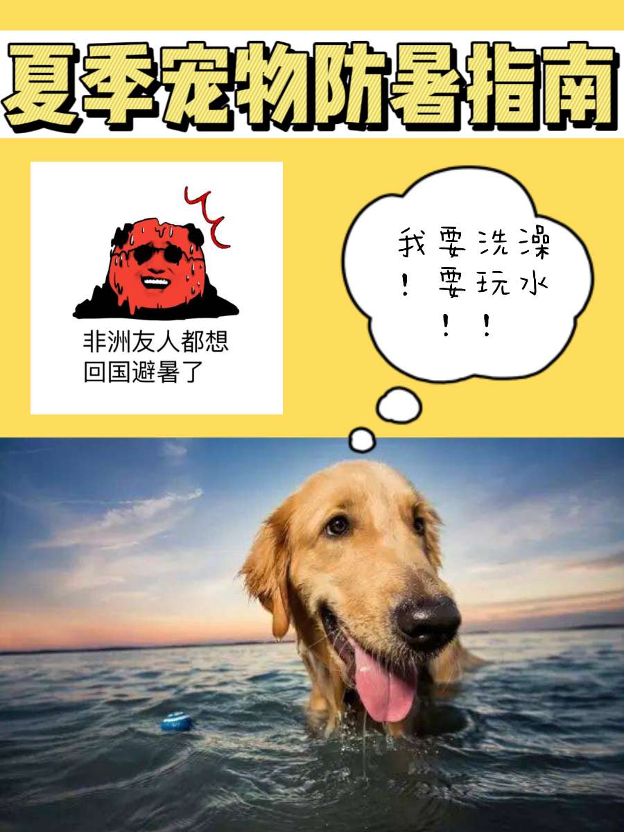 夏季宠物防暑指南！做到这些的铲屎官太棒了