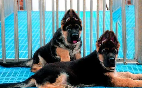 北京十佳犬舍有哪些