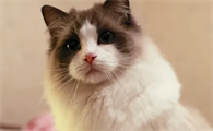 布偶猫一直叫 布偶猫一直叫是什么原因