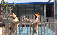 北京犬舍哪里正规