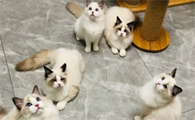 北京正规布偶猫猫舍