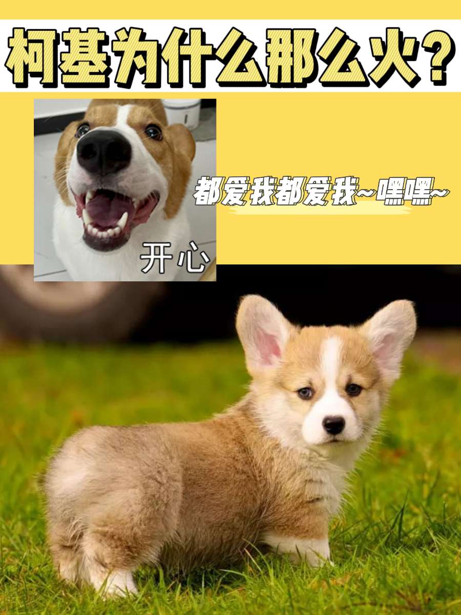柯基为什么那么火？光靠小屁股就是万人迷！