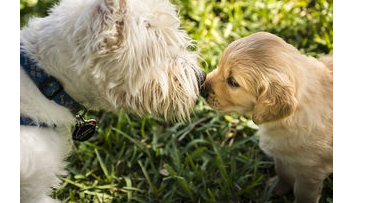 犬钩虫病会传染人吗?狗狗健康! 犬钩虫病会传染人吗?狗狗健康!