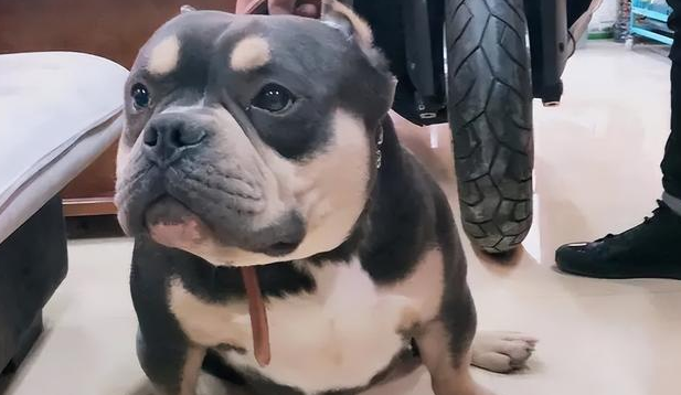 为啥后悔养恶霸犬了