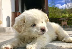 德牧幼犬吃自己的便便怎么办？