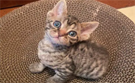 成年德文卷毛猫图片