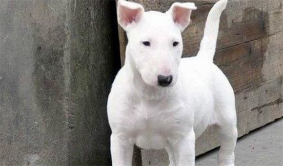 迷你牛头梗幼犬怎么喂呢?最好这样做 迷你牛头梗幼犬怎么喂呢?最好这样做