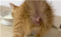 猫需要挤肛门腺吗