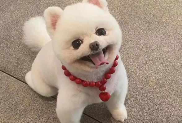 博美生病的症状和原因有哪些? 博美生病的症状和原因有哪些?