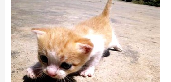 猫咪乱拉屎怎么办？猫拉不出来屎咋办？