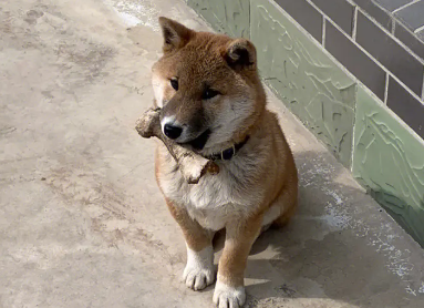 柴犬眼睛下面掉毛,有哪些原因引起柴犬掉毛? 柴犬眼睛下面掉毛,有哪些原因引起柴犬掉毛?