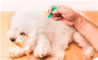 体内外驱虫药二合一效果好不好?