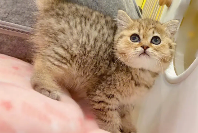 金虎斑猫性格优点缺点