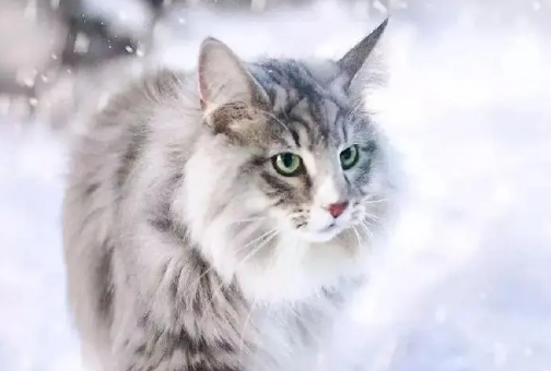 怎样给挪威森林猫打理毛发? 怎样给挪威森林猫打理毛发?