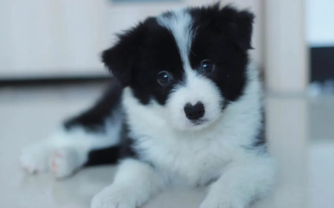 边境牧羊犬耳朵有血块怎么处理？