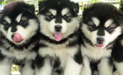 名犬土狗傻傻分不清楚，大爷街头低价卖名犬 