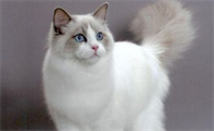 布偶猫一年生几窝？没想到布偶猫这么能生