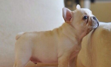 法国斗牛犬的繁殖 繁殖能力一般是一年一胎到两胎