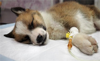 犬瘟热后遗症与犬瘟热后遗症的康复治疗