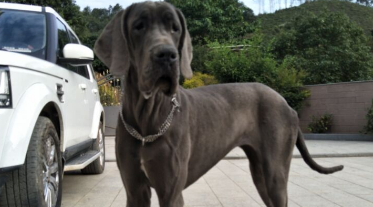 怎样训练大丹犬？大丹犬训练中的注意事项？