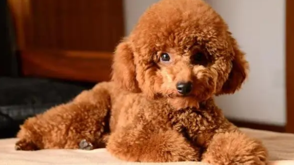 幼犬泰迪如何训练
