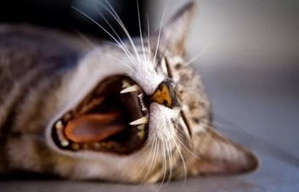 猫不听话,开始虐猫怎么办? 猫不听话,开始虐猫怎么办?
