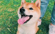别人养过的柴犬好养吗？怎样帮助柴犬适应新主人？