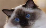 重色布偶猫什么意思？原来重点色布偶猫长成暹罗了