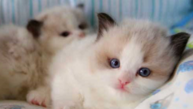 布偶猫一个月吃几斤猫粮?布偶猫吃什么好? 布偶猫一个月吃几斤猫粮?布偶猫吃什么好?