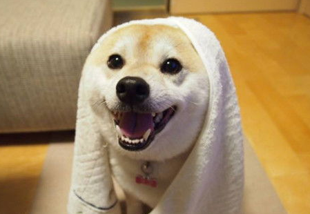 柴犬毛色变浅怎么办? 柴犬毛色变浅怎么办?