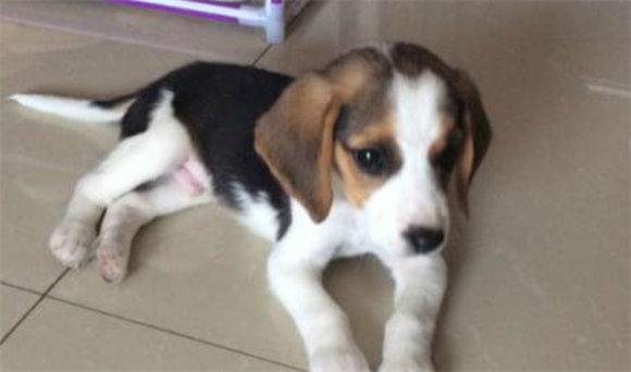 如何防止比格犬咬东西？