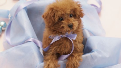 玩具贵宾犬怎么养 后躯的毛要经常给它修剪 玩具贵宾犬怎么养 后躯的毛要经常给它修剪