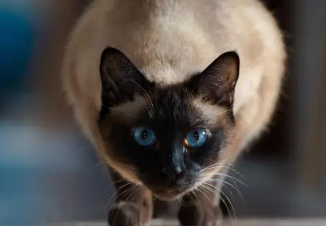 暹罗猫什么时候变色?暹罗猫变色的原因是什么? 暹罗猫什么时候变色?暹罗猫变色的原因是什么?