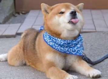 柴犬一天拉几次？正常情况下每日排便一到两次。