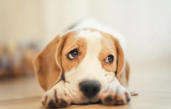 狗狗传染性肝炎的预防和诊断（犬传染性肝炎的预防措施）