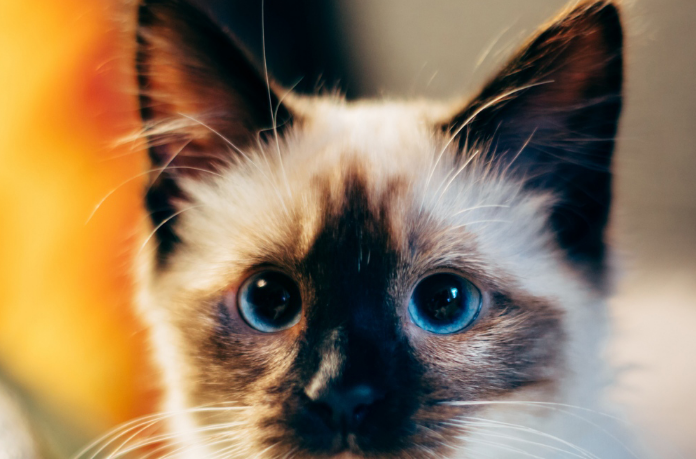 暹罗猫用鼻子喷气,暹罗猫用鼻子喷气是怎么回事? 暹罗猫用鼻子喷气,暹罗猫用鼻子喷气是怎么回事?