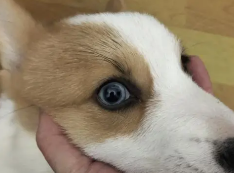 狗狗的眼屎,是有学问的! 狗狗的眼屎,是有学问的!