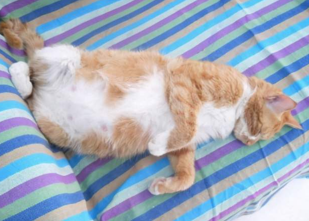 怀孕的母猫有耳螨怎么办?