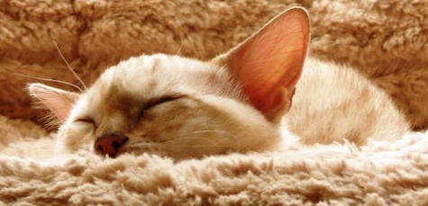 猫咪长耳螨怎么办?猫咪长耳螨怎么办啊? 猫咪长耳螨怎么办?猫咪长耳螨怎么办啊?