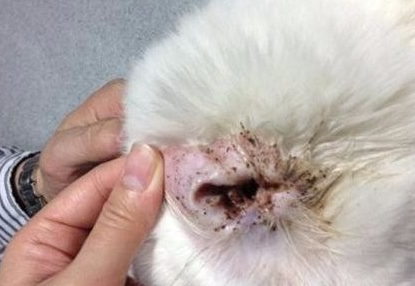 一文详解:猫耳朵有耳螨怎么办? 一文详解:猫耳朵有耳螨怎么办?