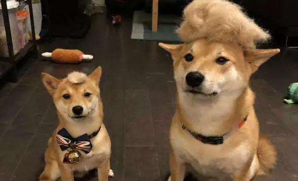 柴犬咬家具吗?柴犬咬家具的五大原因 柴犬咬家具吗?柴犬咬家具的五大原因