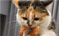 猫咪可以吃煮熟的虾吗