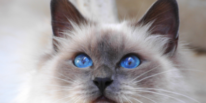 布偶猫几个月显色?布偶猫显色原来有这么多差别? 布偶猫几个月显色?布偶猫显色原来有这么多差别?