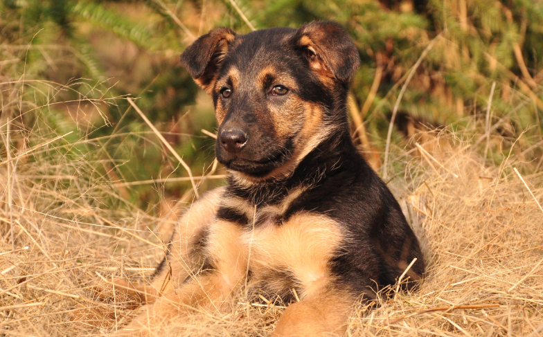 国内有名的昆明犬犬舍 国内有名的昆明犬犬舍