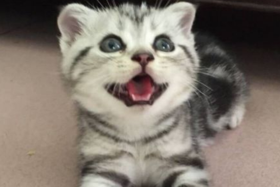 美短宠物猫的价格是多少 美短宠物猫的价格是多少