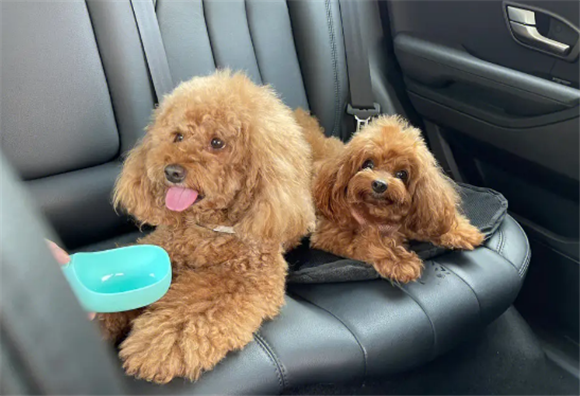 泰迪如何挑选狗粮呢 泰迪如何挑选狗粮呢