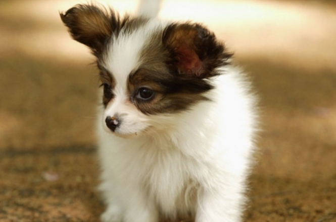 蝴蝶犬的训练方法和疾病征兆？